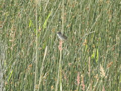 Cistothorus palustris