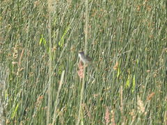 Cistothorus palustris