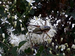 Eupholidoptera cephalonica