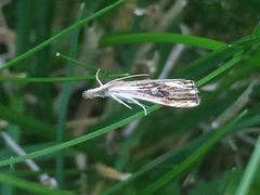 Catoptria verellus