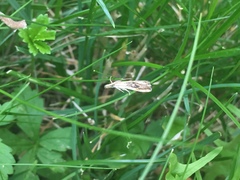 Catoptria verellus