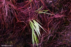 Pitcairnia robert-downsii