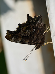 Polygonia c-album