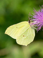 Gonepteryx rhamni