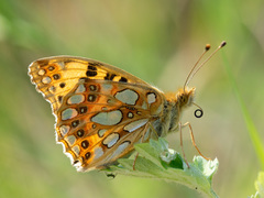 Issoria lathonia