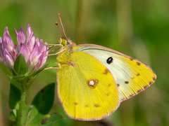 Colias hyale