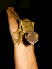 Uroplatus