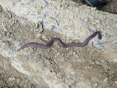 Atractus lehmanni