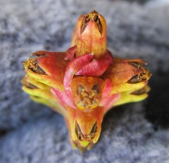 Penaea cneorum cneorum