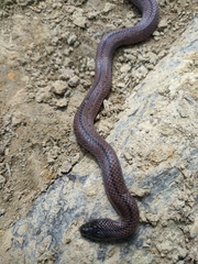 Atractus lehmanni