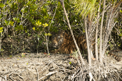 Panthera tigris tigris