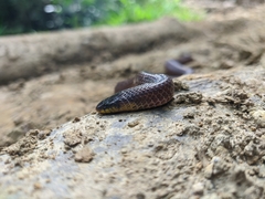 Atractus lehmanni