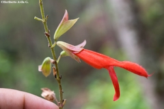 Salvia gesneriiflora