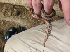 Atractus lehmanni