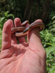 Atractus lehmanni