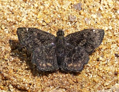 Staphylus ascalon