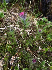 Castilleja parviflora parviflora