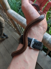 Atractus lehmanni