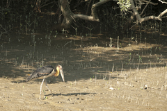 Leptoptilos javanicus