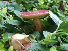 Boletaceae