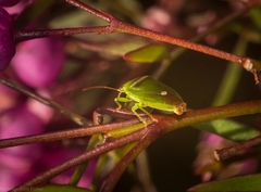 Ocirrhoe unimaculata