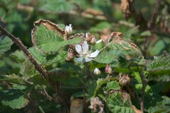 Rubus ursinus macropetalus