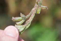 Rubus ursinus macropetalus