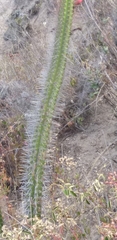 Borzicactus sepium
