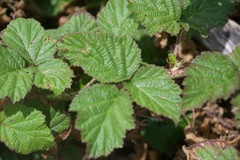 Rubus ursinus macropetalus
