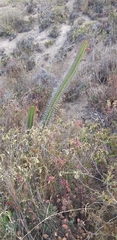 Borzicactus sepium