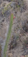 Borzicactus sepium