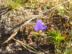 Campanula herminii