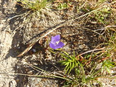 Campanula herminii