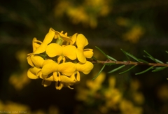 Dillwynia floribunda