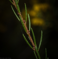 Dillwynia floribunda