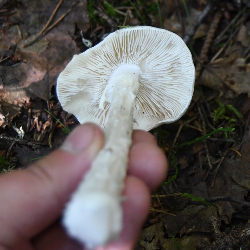 European Destroying Angel