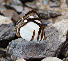 Dynamine athemon athemaena