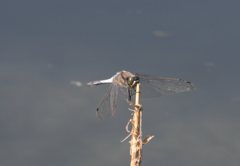 Orthetrum cancellatum