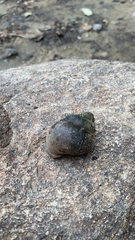 Cipangopaludina chinensis