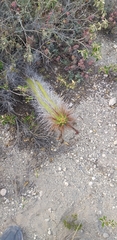 Borzicactus sepium