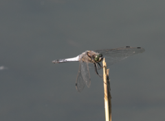Orthetrum cancellatum