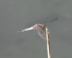 Orthetrum cancellatum