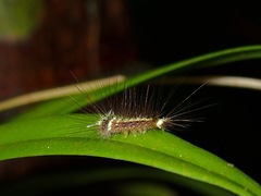Lepidoptera
