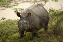 Rhinoceros unicornis