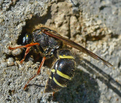 Ancistrocerus scoticus