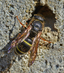 Ancistrocerus scoticus