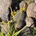 Carex flava - Photo Δεν διατηρούνται δικαιώματα