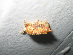 Demonarosa rufotessellata