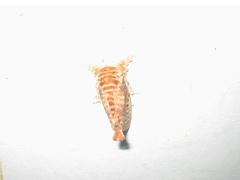 Demonarosa rufotessellata