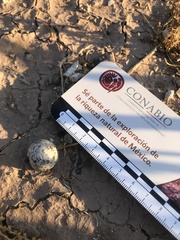 Chordeiles acutipennis